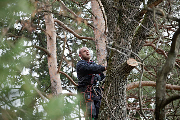 How Our Tree Care Process Works  in  Fort Meade, FL