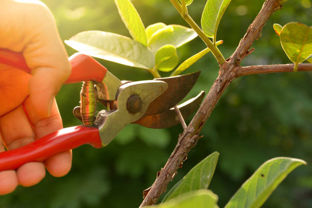 Trusted Fort Meade, FL Tree Services Experts